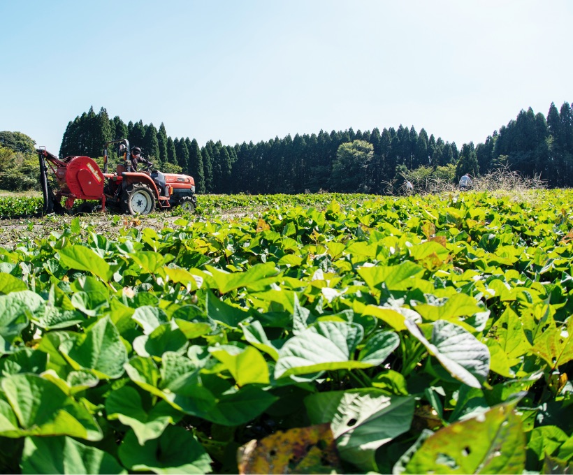 Deliciousness is in circulation. Shochu brewing connects to the future