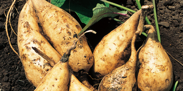 100% Kyushu sweet potatoes