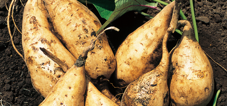 100% Kyushu sweet potatoes